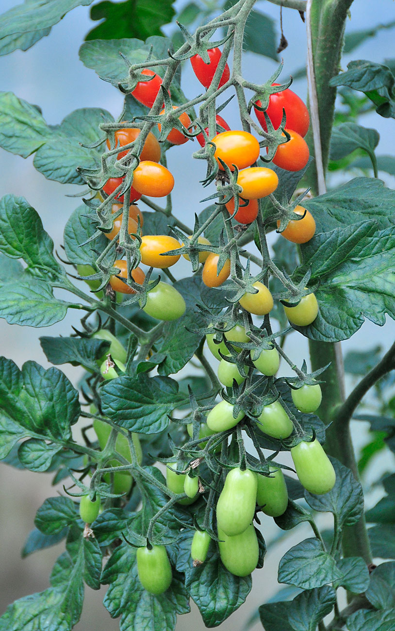 kleine Tomaten